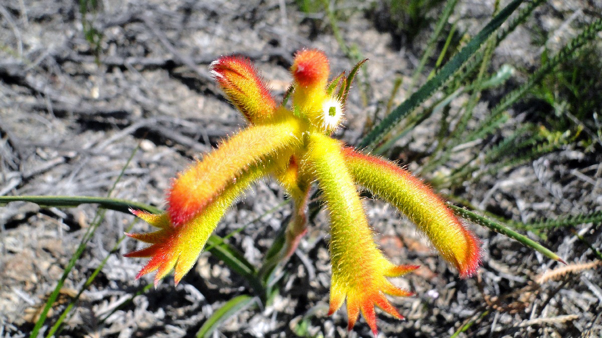 Australia098