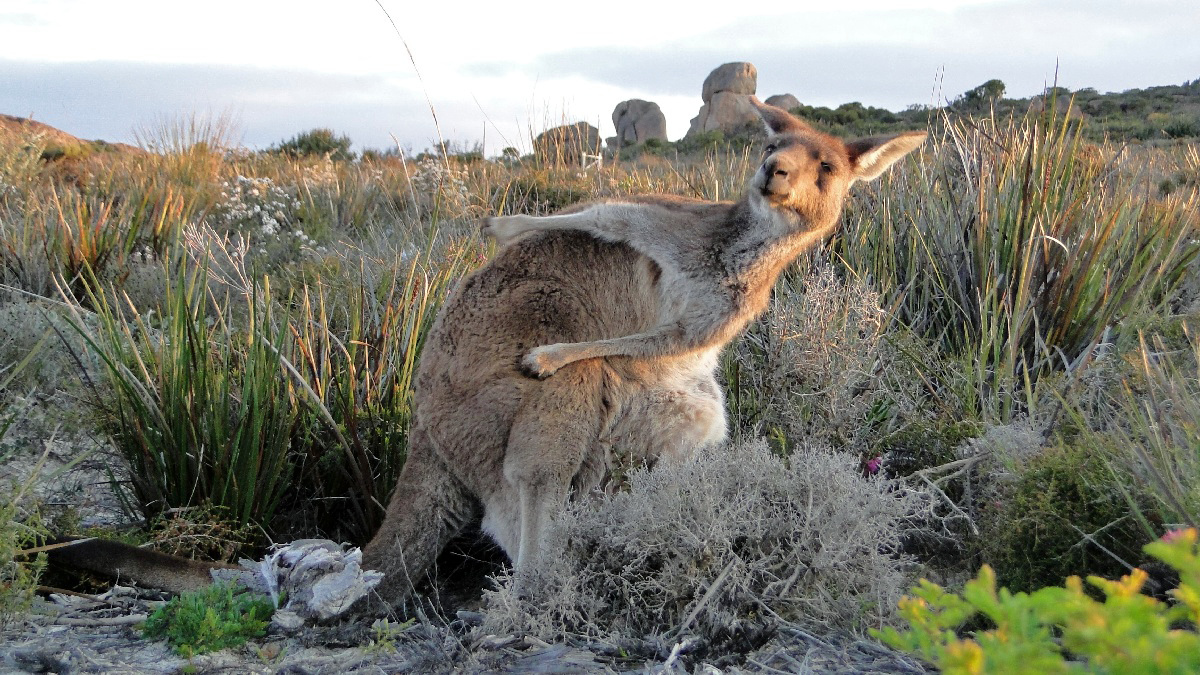 Australia125